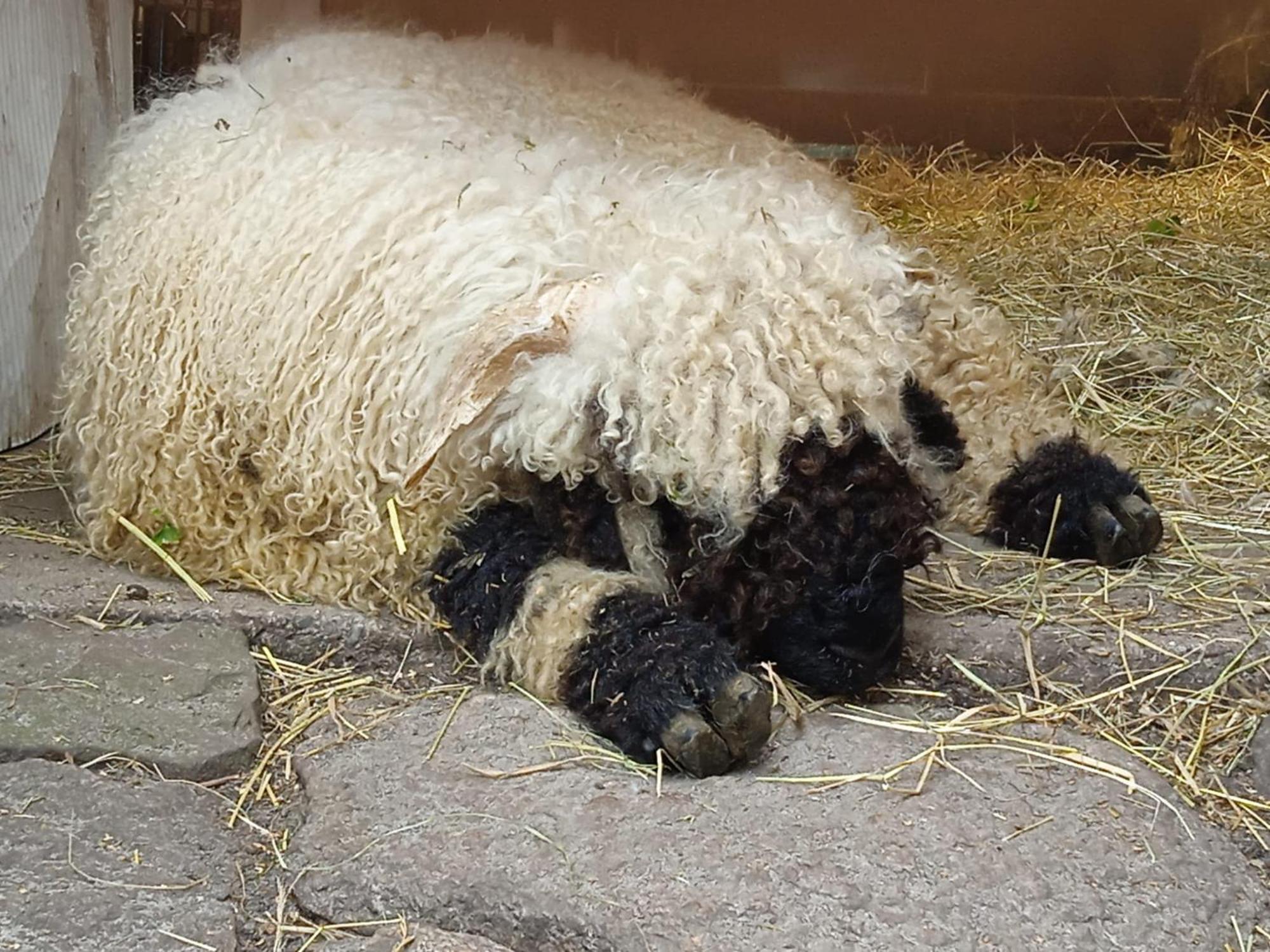 Willa Schaeferwagen Auf'M Minibauernhof In Munster Zewnętrze zdjęcie